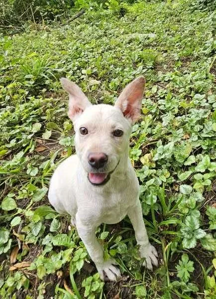 Lamb Chop thumbnail 4