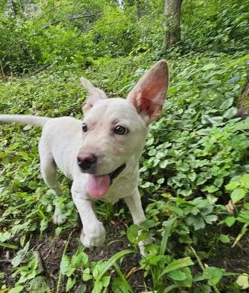 Lamb Chop thumbnail 5