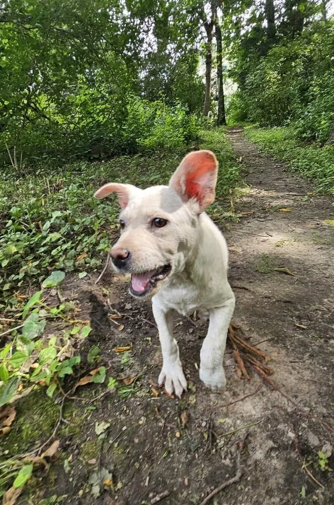 Lamb Chop thumbnail 6