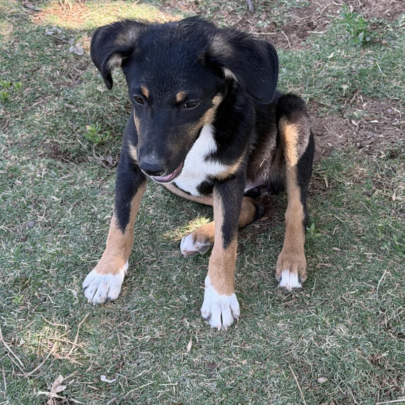 A baby medium-sized female Black Australian Kelpie dog named Gretel for adoption in Gilbert, AZ