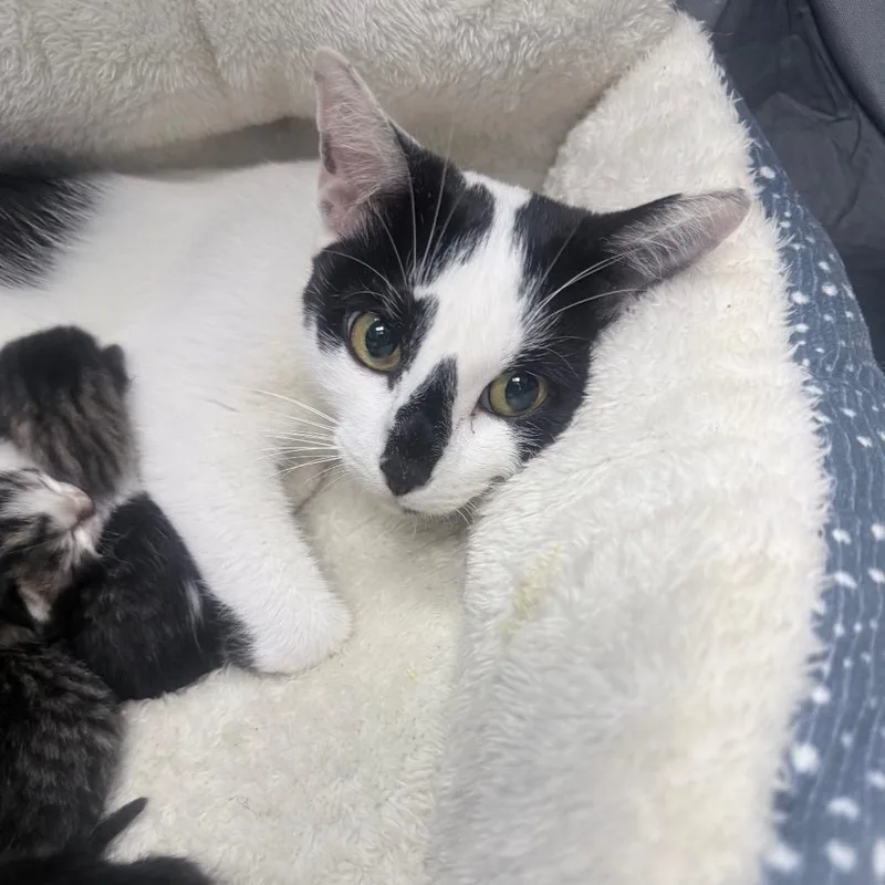An adult medium-sized female White Domestic Short Hair cat named Rue for adoption in Jupiter, FL