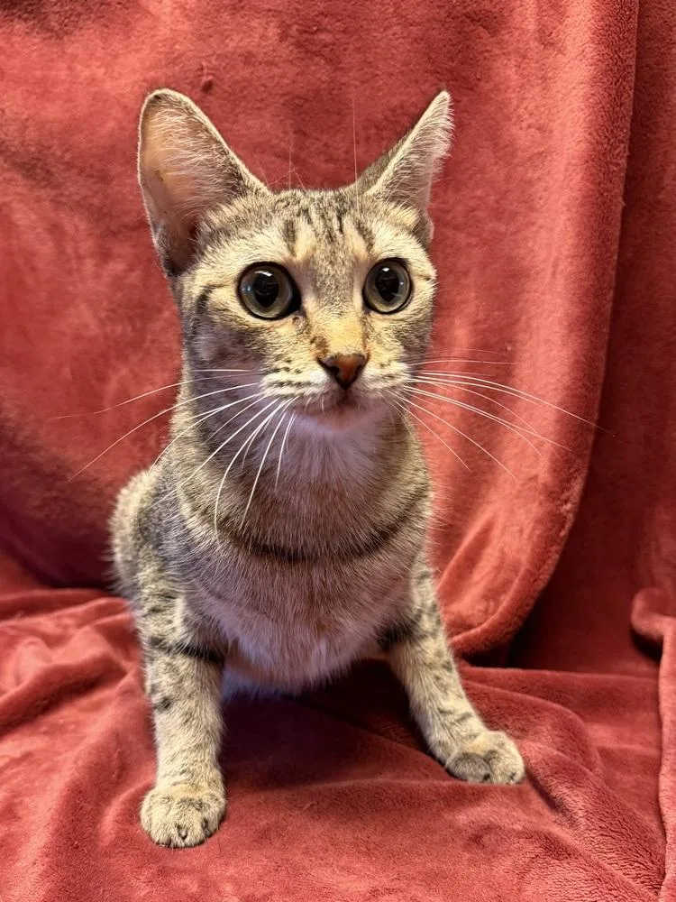 An adult medium-sized female Domestic Short Hair cat named Soda Bread for adoption in Homer Glen, IL