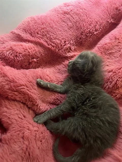 A baby medium-sized female Domestic Short Hair cat named Alex for adoption in Dallas, TX