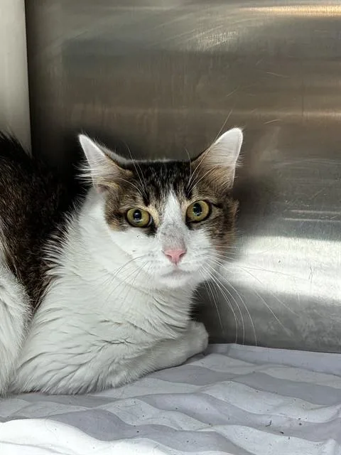 A young large-sized male Domestic Short Hair cat named Lake for adoption in Fort Lauderdale, FL