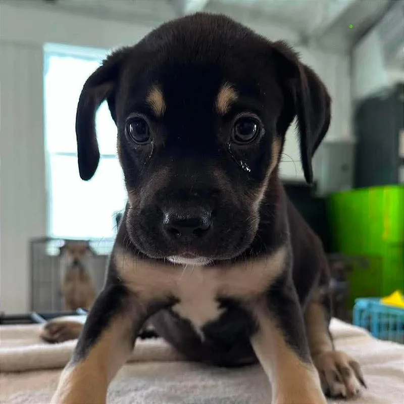 A baby small-sized male Black Australian Shepherd dog named Wolverine for adoption in Tampa, FL