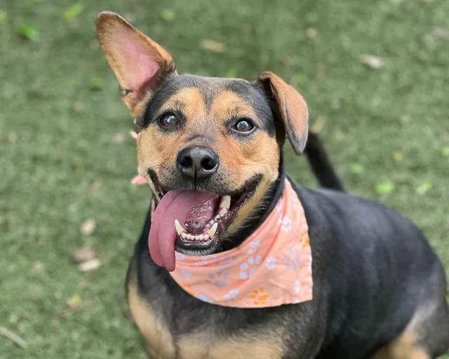 An adult medium-sized male Mixed Breed dog named Jaxon for adoption in Charlotte, NC