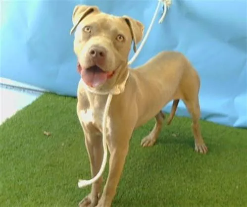 An adult large-sized female Pit Bull Terrier dog named Garnet for adoption in Gardena, CA