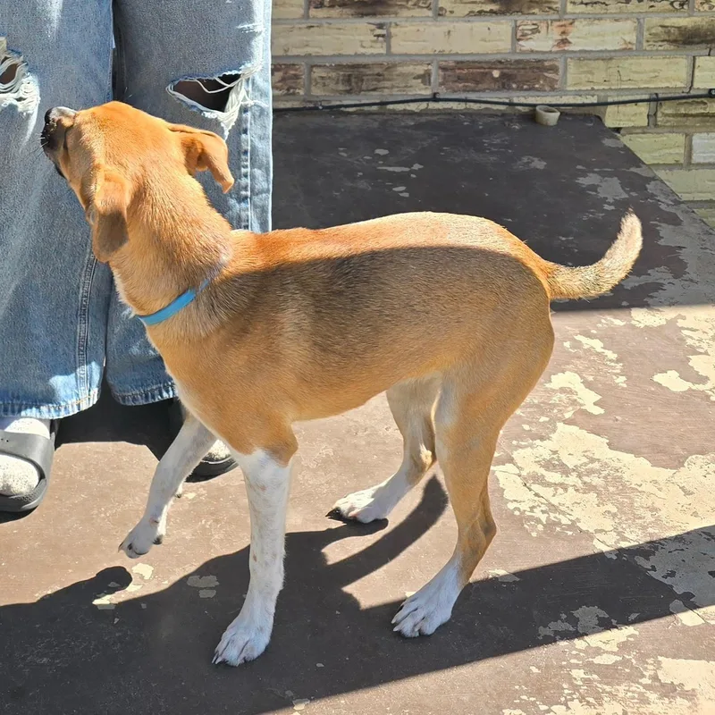 A young small-sized female Chihuahua dog named Socks for adoption in Dripping Springs, TX