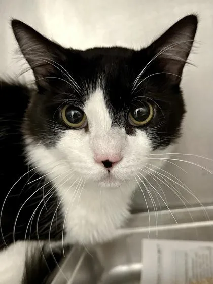A young large-sized male Black Domestic Medium Hair cat named Cutie for adoption in Wichita, KS
