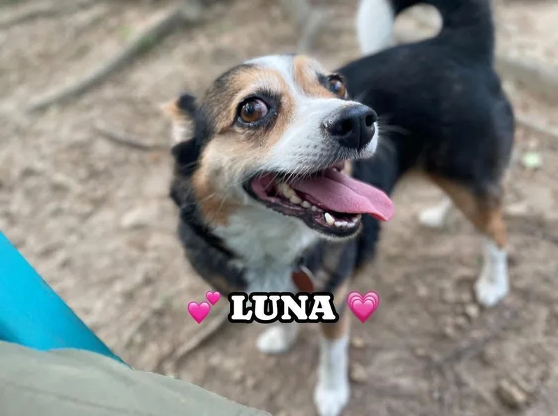 Luna thumbnail 3
