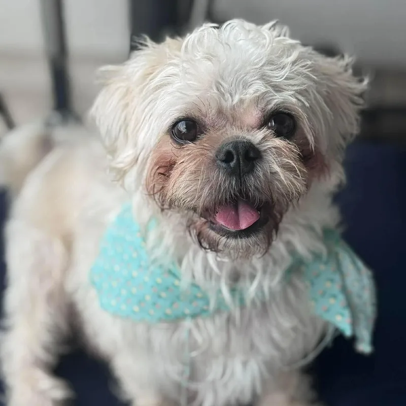 A young small-sized female White / Cream Shih Tzu dog named Biscuit for adoption in Warren, RI