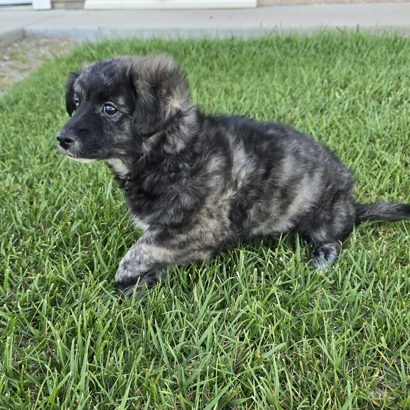 Handsome thumbnail 2