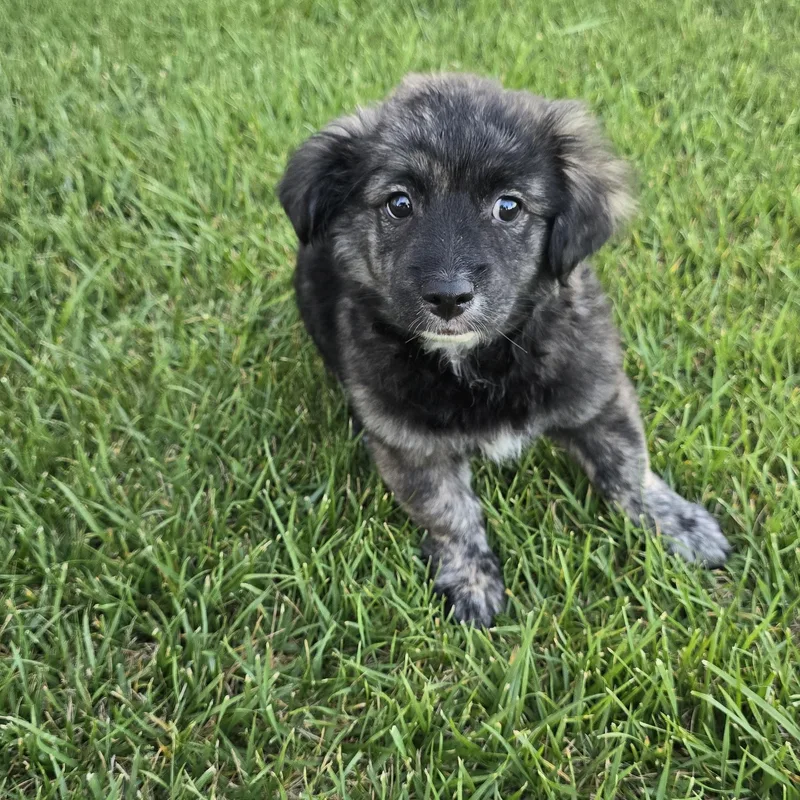 Handsome thumbnail 3