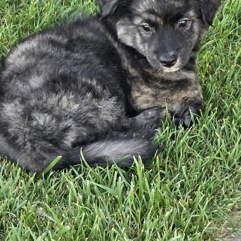 Handsome thumbnail 4