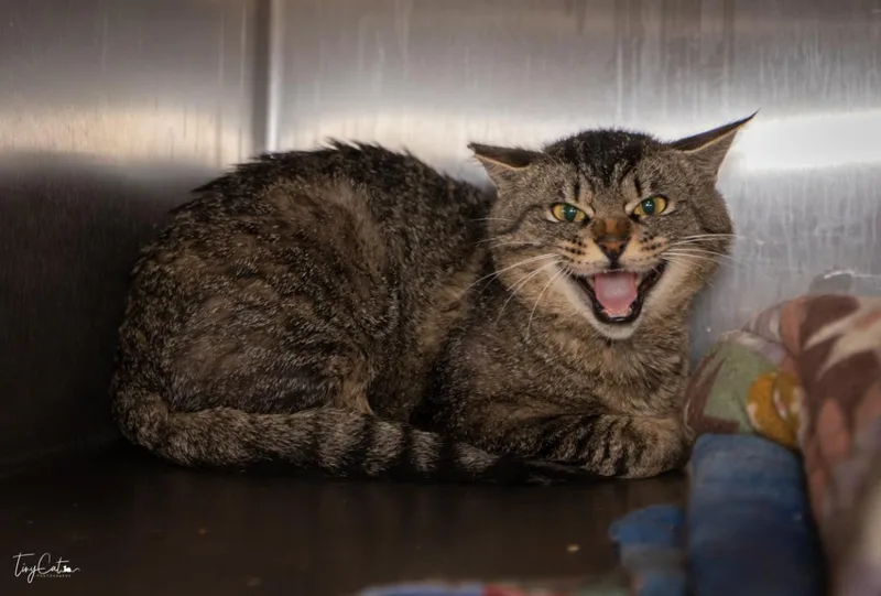 A baby medium-sized male Domestic Short Hair cat named RR Charlie for adoption in Lincoln, CA