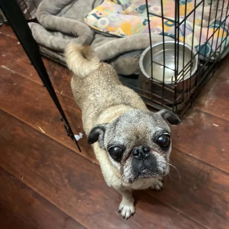 A senior small-sized female Yellow / Tan / Blond / Fawn Pug dog named Devon BW for adoption in Austin, TX