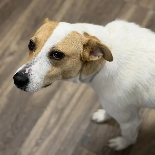 An adult medium-sized female Terrier dog named Bailey for adoption in San Diego, CA