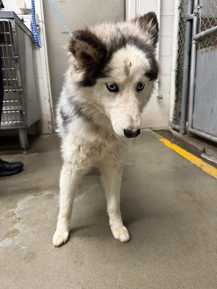 A young medium-sized female White / Cream Husky dog named Lola for adoption in Oakdale, CA