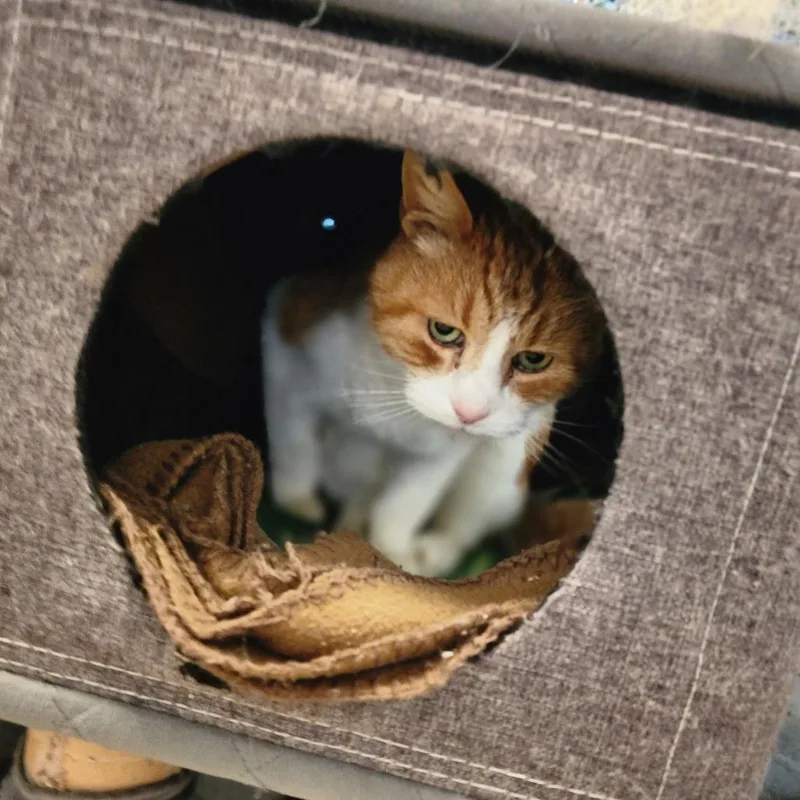 A senior medium-sized male Orange / Red Domestic Short Hair cat named Shere Khanchino Hills Location for adoption in Chino Hills, CA