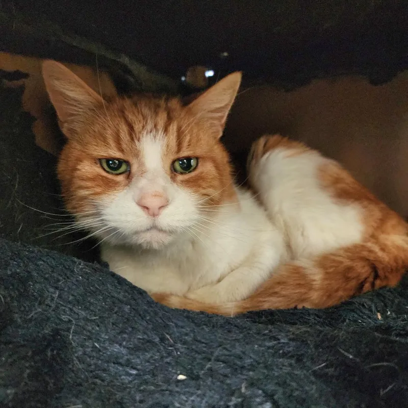 Shere Khanchino Hills Location thumbnail 2