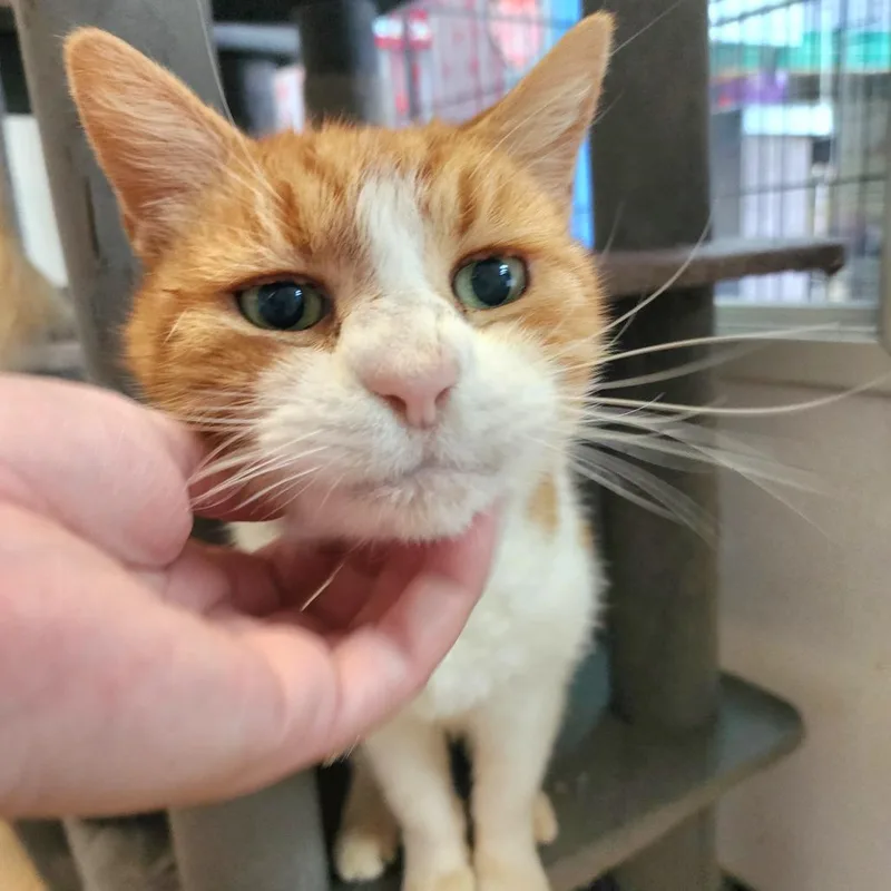 Shere Khanchino Hills Location thumbnail 4