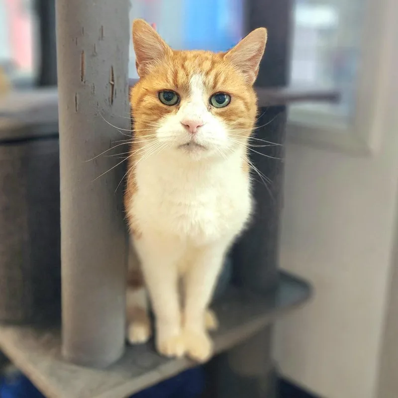 Shere Khanchino Hills Location thumbnail 5