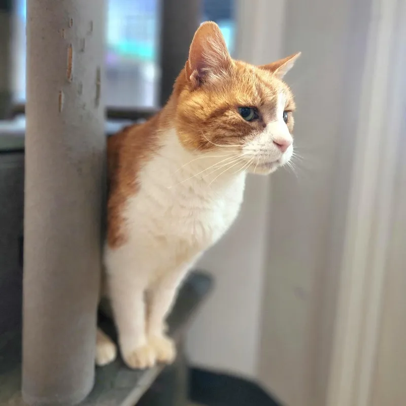 Shere Khanchino Hills Location thumbnail 6