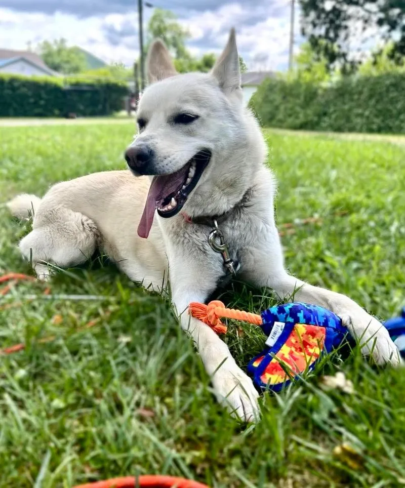An adult large-sized female German Shepherd Dog dog named Sunni for adoption in Parsons, WV