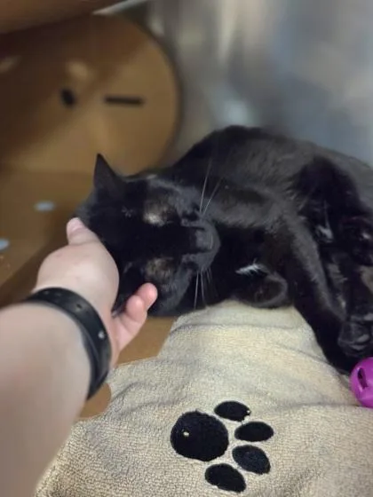 A young medium-sized female Domestic Short Hair cat named Gigi for adoption in Westland, MI