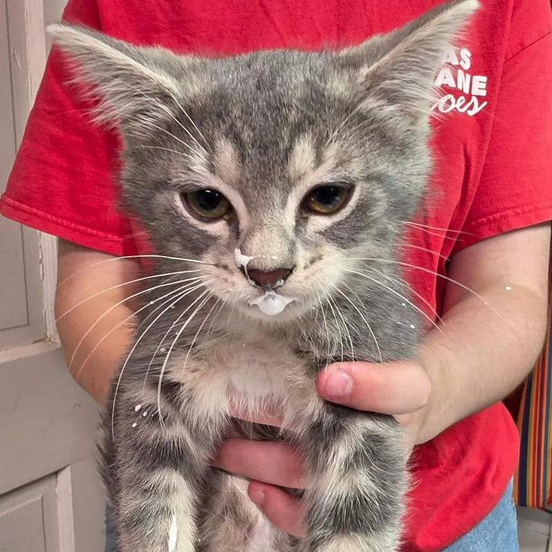 A baby small-sized male Brown / Chocolate Domestic Short Hair cat named Frank for adoption in Leander, TX