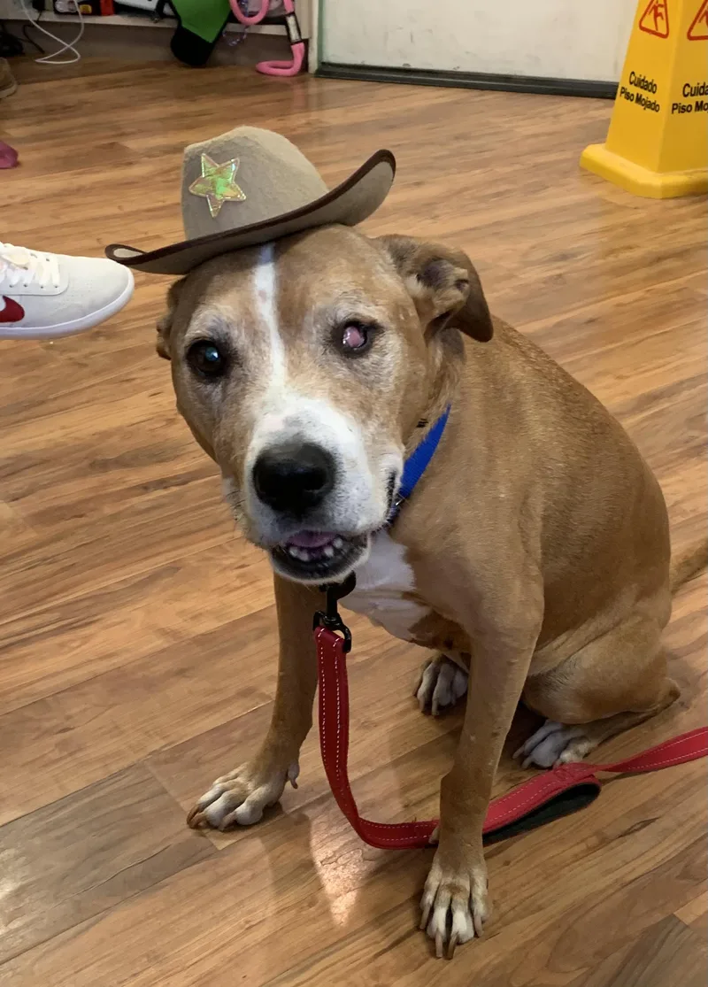 A senior medium-sized female White / Cream Terrier dog named Granny for adoption in Grass Valley, CA