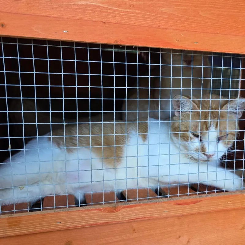 An adult large-sized male Orange / Red Domestic Short Hair cat named Jack for adoption in Natchitoches, LA