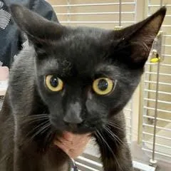 A baby medium-sized female Black Domestic Short Hair cat named Nordstrom for adoption in Green Valley, AZ