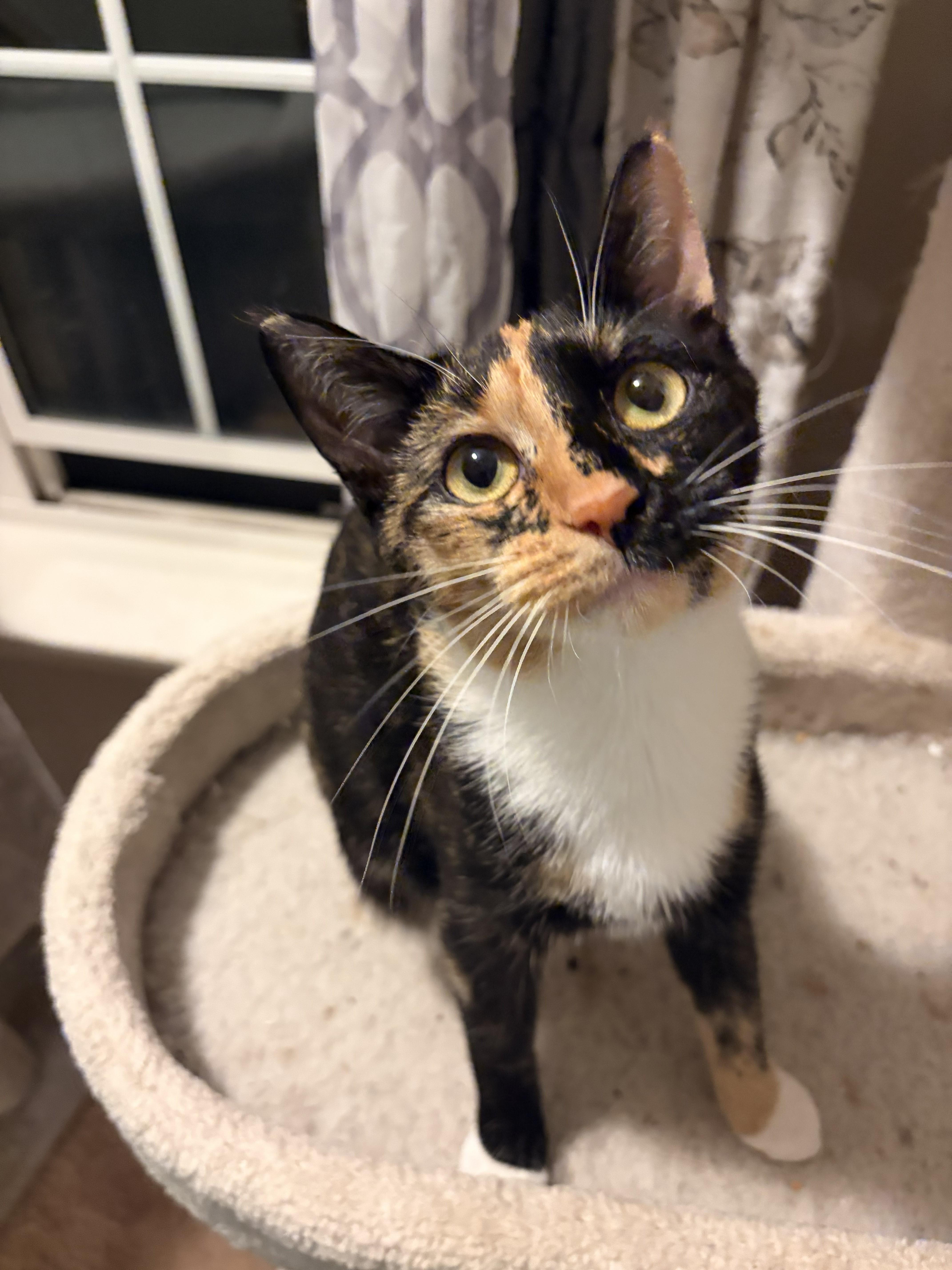 An adult medium-sized female Calico cat named Missy for adoption in Honeoye, NY