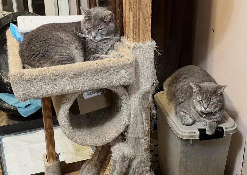 An adult large-sized male Gray / Blue / Silver Domestic Short Hair cat named Goopey & Marnie for adoption in Mount Airy, MD