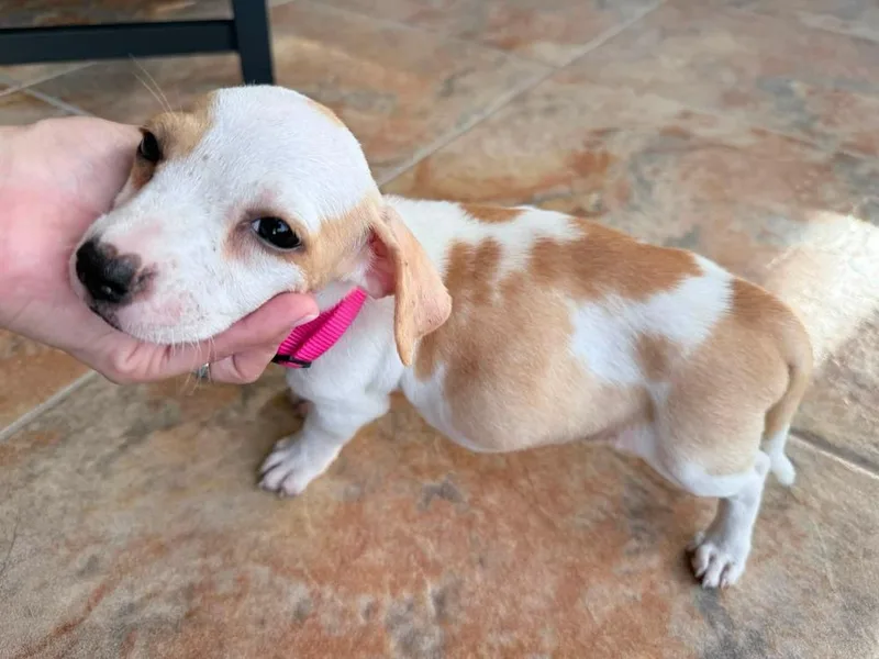 A baby small-sized female Tricolor (Brown, Black, & White) American Bulldog dog named Hailey  Hattie for adoption in Lakeland, FL