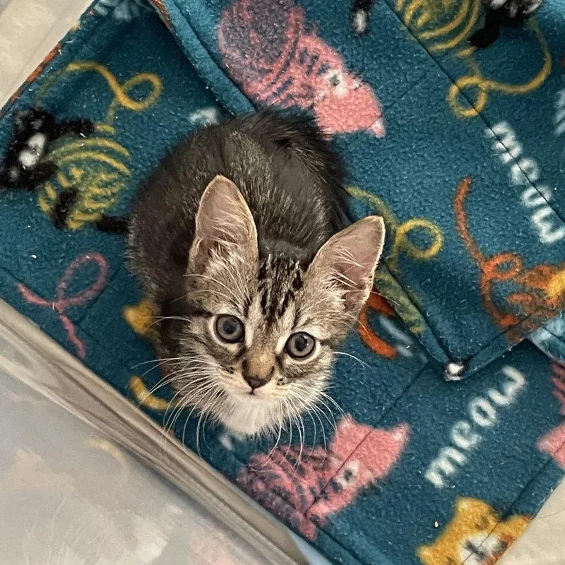 A baby small-sized female Brown / Chocolate Domestic Short Hair cat named Denali for adoption in Sunnyvale, CA