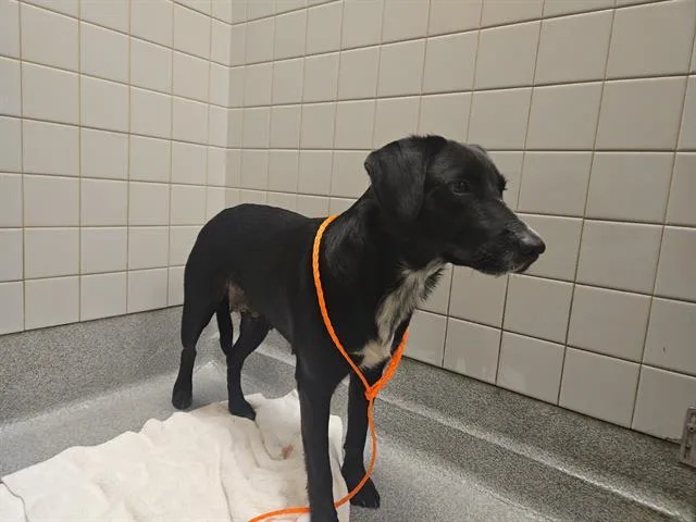 A young medium-sized female Labrador Retriever dog named Tilly for adoption in Tustin, CA