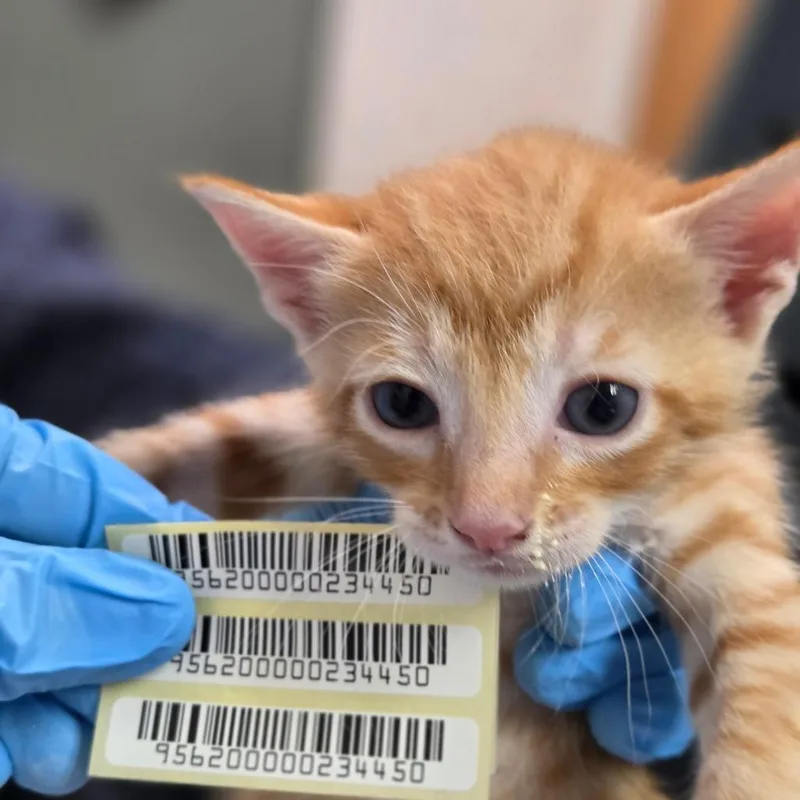 A baby small-sized male Orange / Red Domestic Short Hair cat named Mint for adoption in Charleston, WV