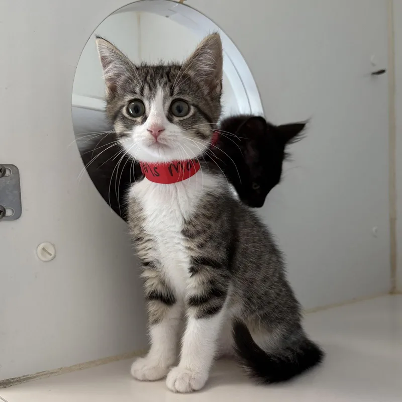 A baby small-sized female Brown / Chocolate Domestic Short Hair cat named Ms. Marvel for adoption in Oakland, CA