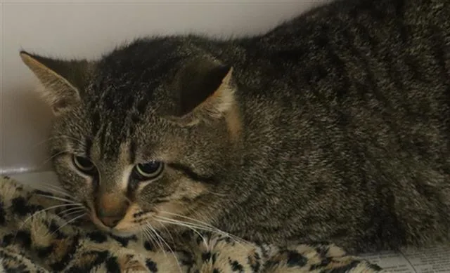 An adult large-sized male Domestic Short Hair cat named Bam Bam for adoption in Columbia, SC