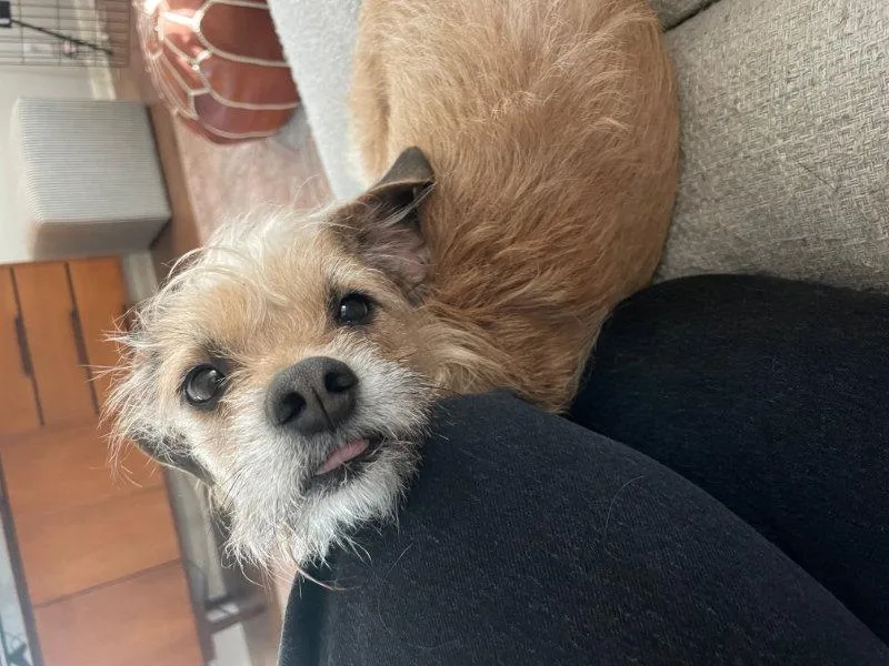 An adult small-sized female Terrier dog named Ellie for adoption in Helotes, TX