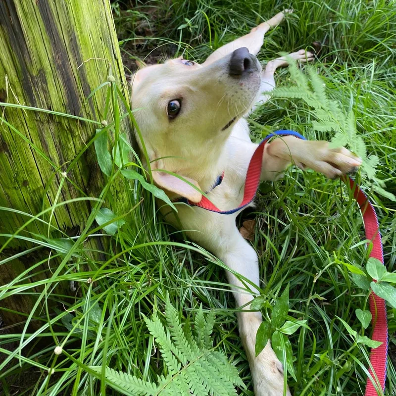 Grapey "hurry To Love thumbnail 2