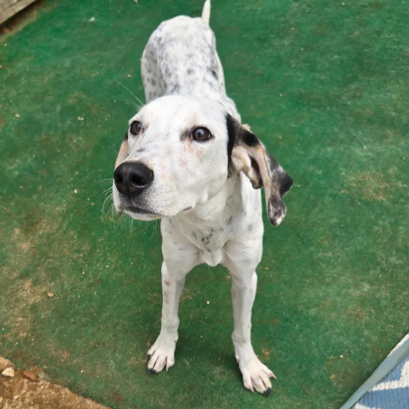 A young medium-sized female White / Cream Hound dog named CT Dolly for adoption in Stormville, NY