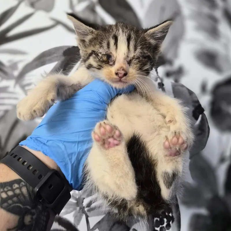 A baby small-sized female White Domestic Short Hair cat named French Fry for adoption in Wahiawa, HI