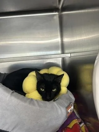 An adult medium-sized female Domestic Short Hair cat named Agnus for adoption in Manitowoc, WI
