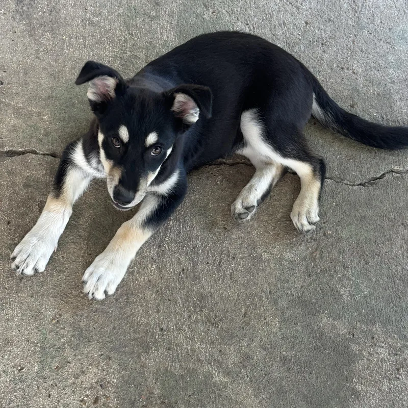 A baby medium-sized female Black German Shepherd Dog dog named Lola for adoption in Houston, TX