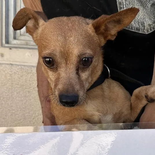 An adult small-sized male Yellow / Tan / Blond / Fawn Chihuahua dog named Nano for adoption in San Gabriel, CA