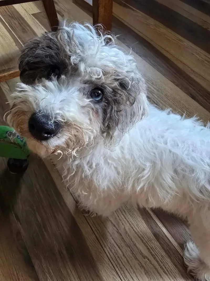 A baby small-sized female White / Cream Miniature Poodle dog named Ivy for adoption in St. Clairsville, OH