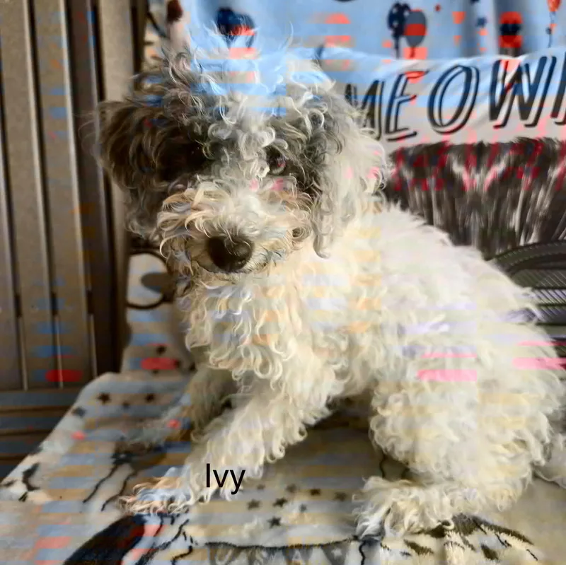 Ivy thumbnail 2